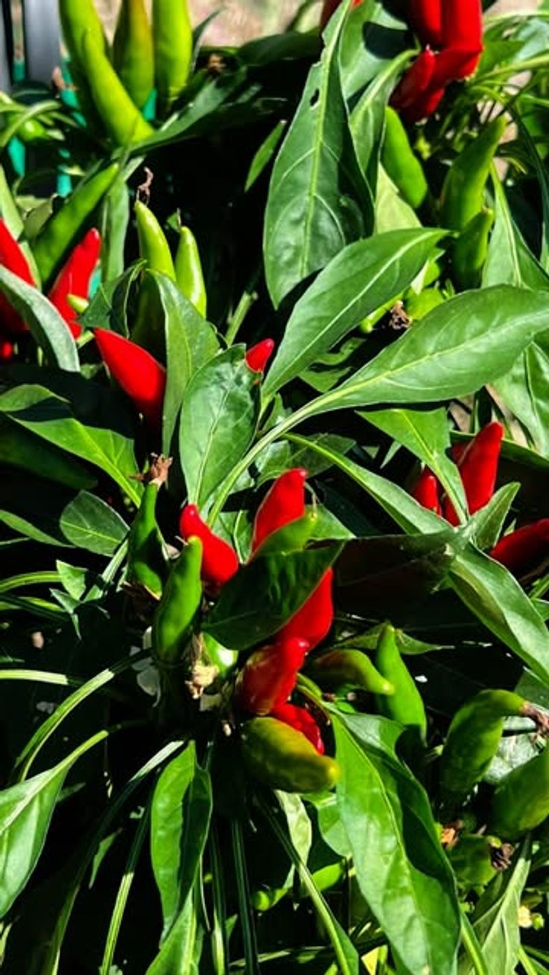 Hot Peppers