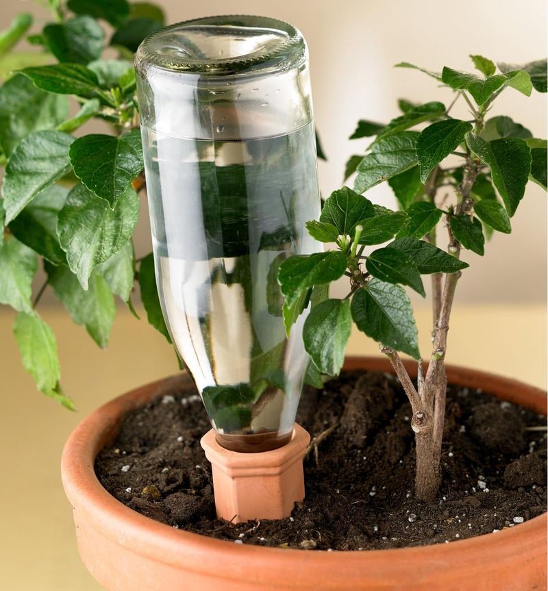 Buried Wine Bottle Irrigation