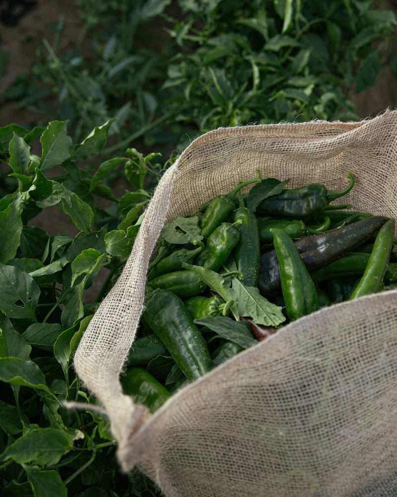 Huerta del Pueblo
