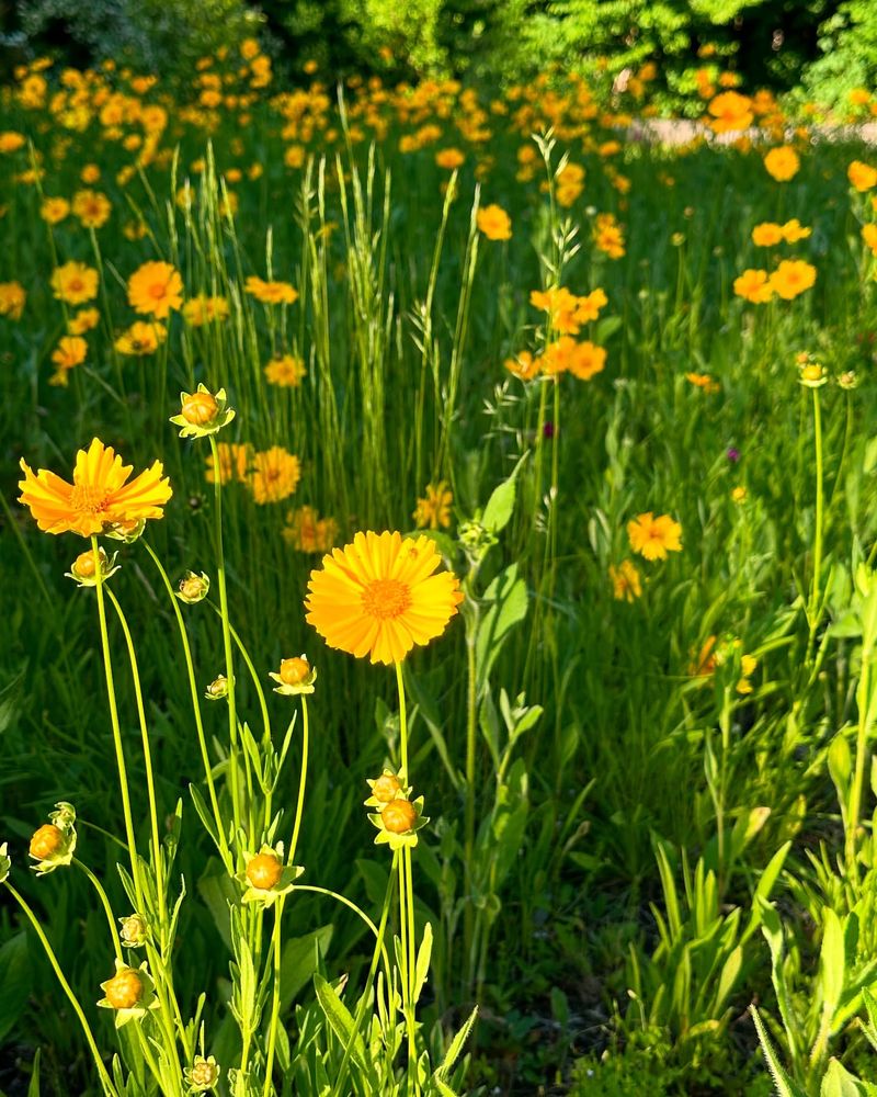 Jardín del Desierto