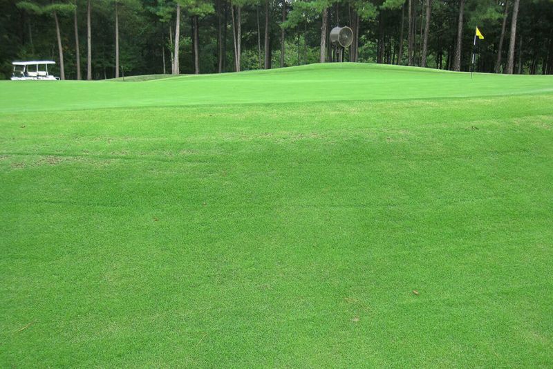 Geo Zoysia: The New Generation Softness