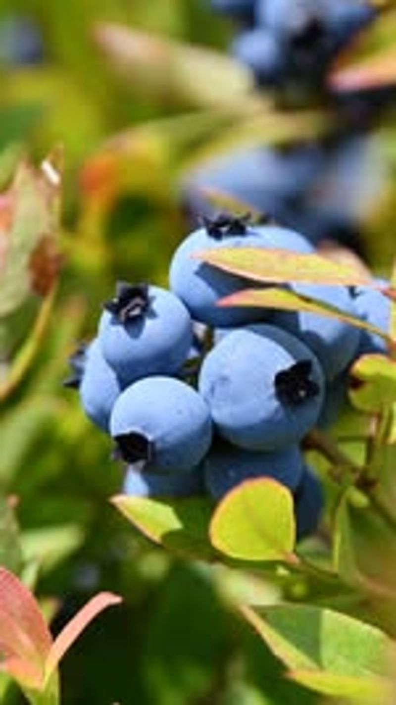 Blueberries