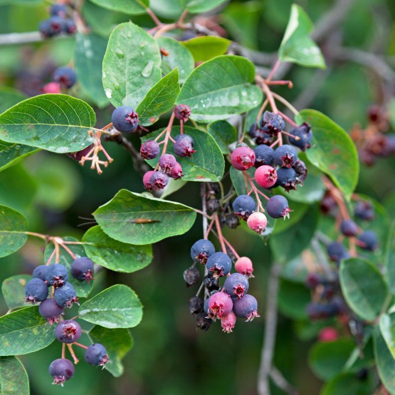 Serviceberry