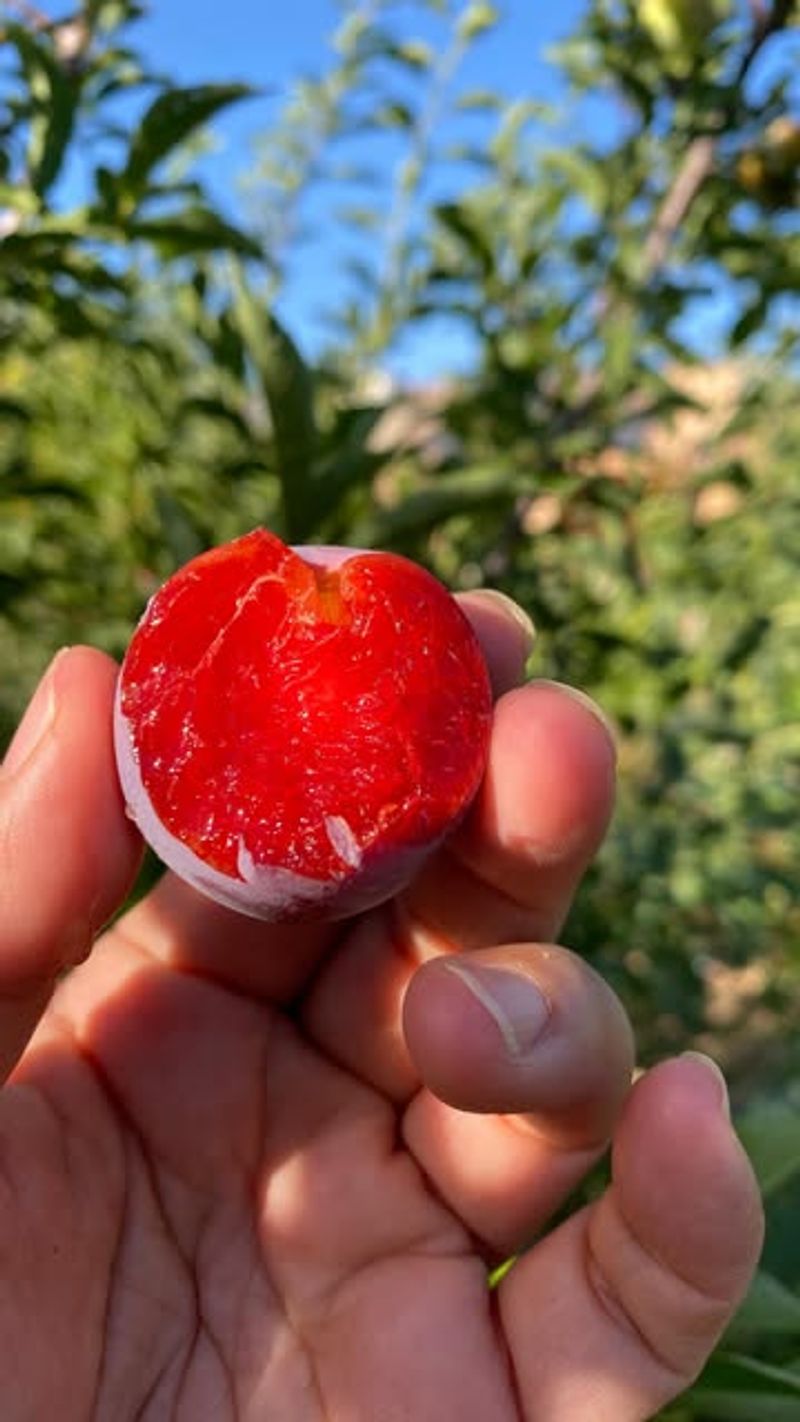 Plum Possibilities