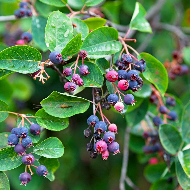 Serviceberry: Four-Season Beauty With Blueberry-Like Fruits