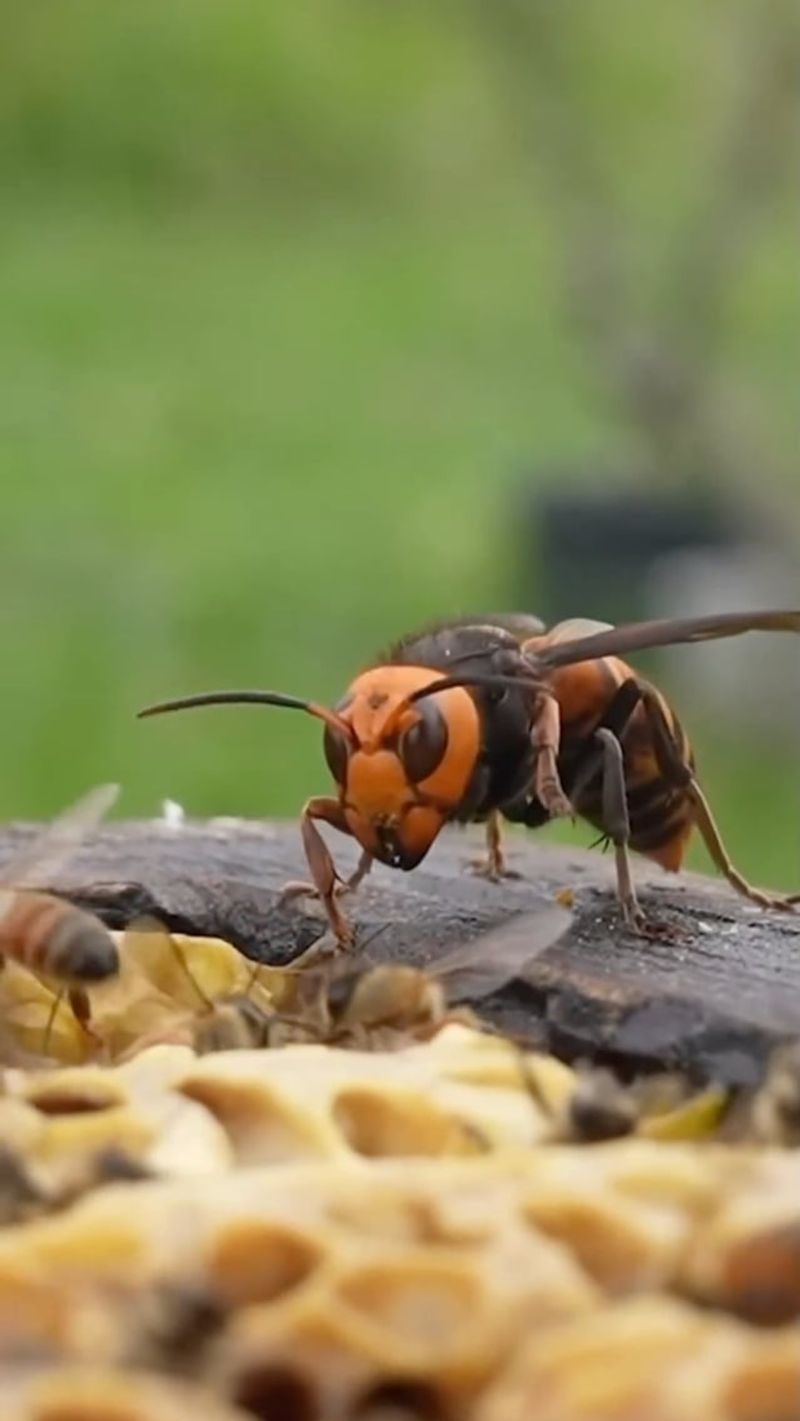 Invasive Species Competition