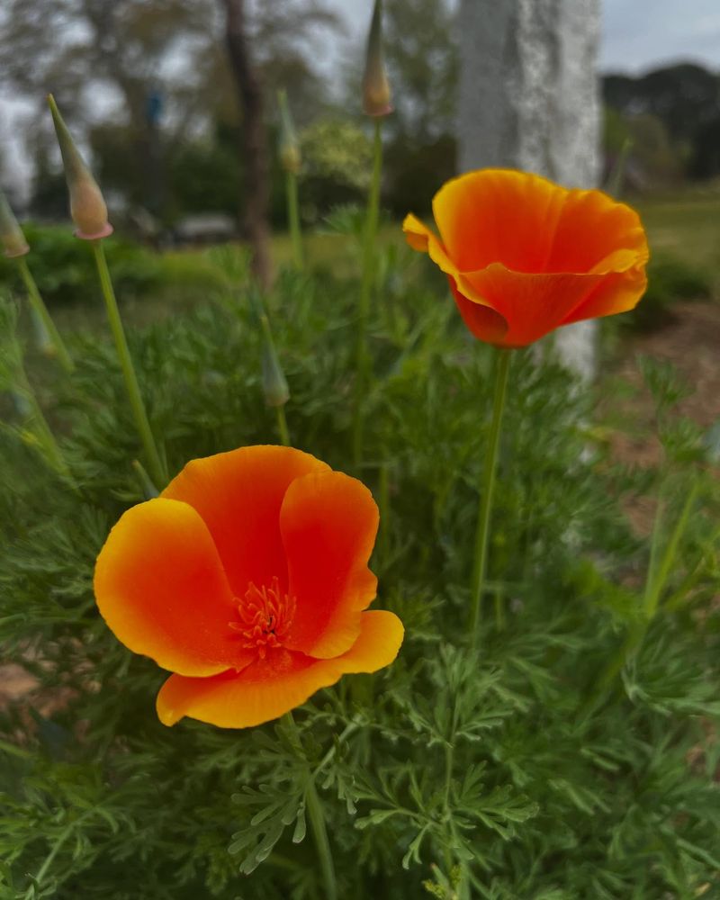 Hardy California Poppies