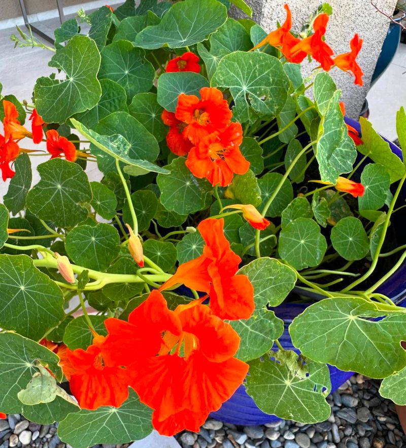 Edible Nasturtiums