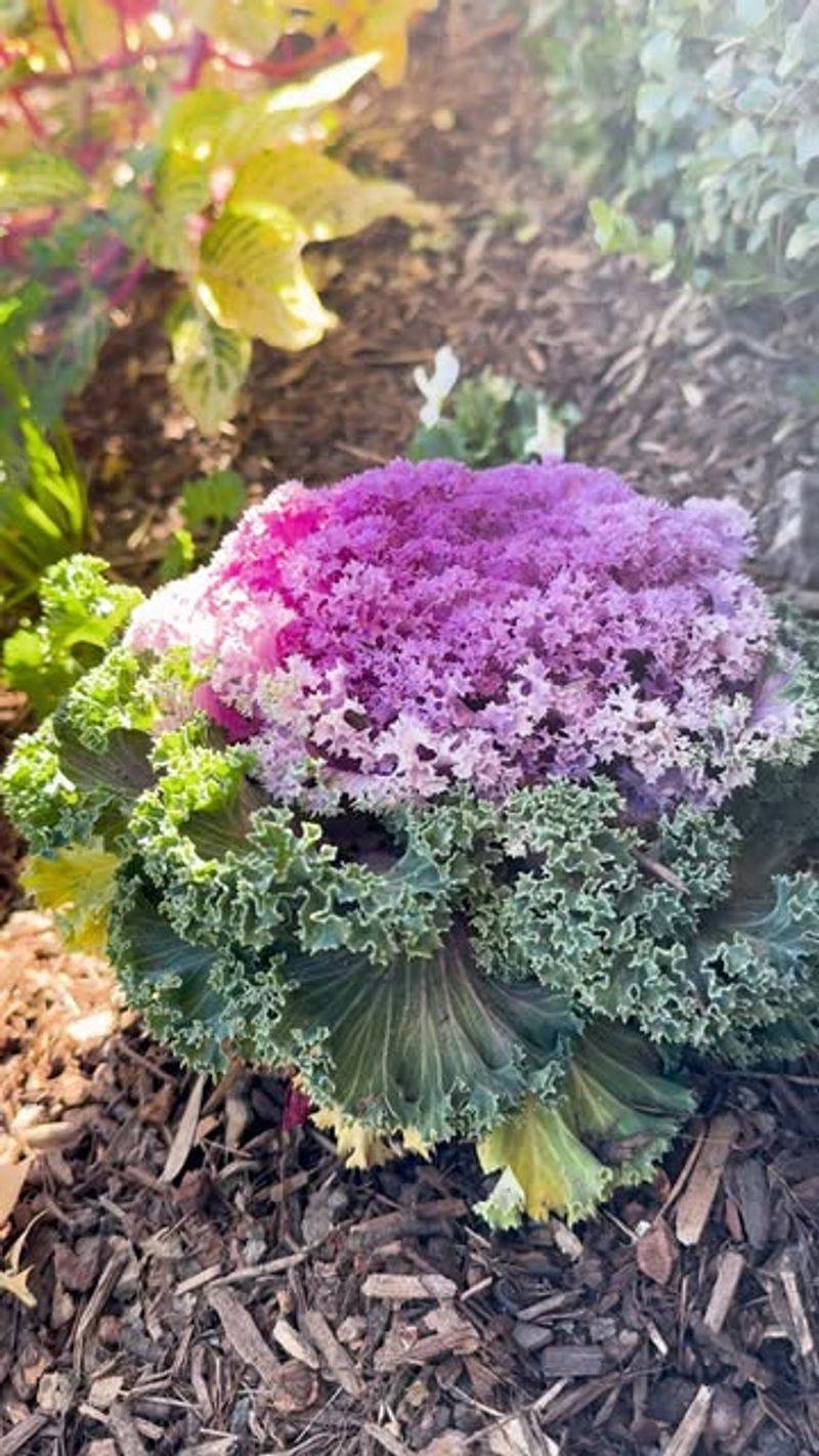 Ornamental Kale
