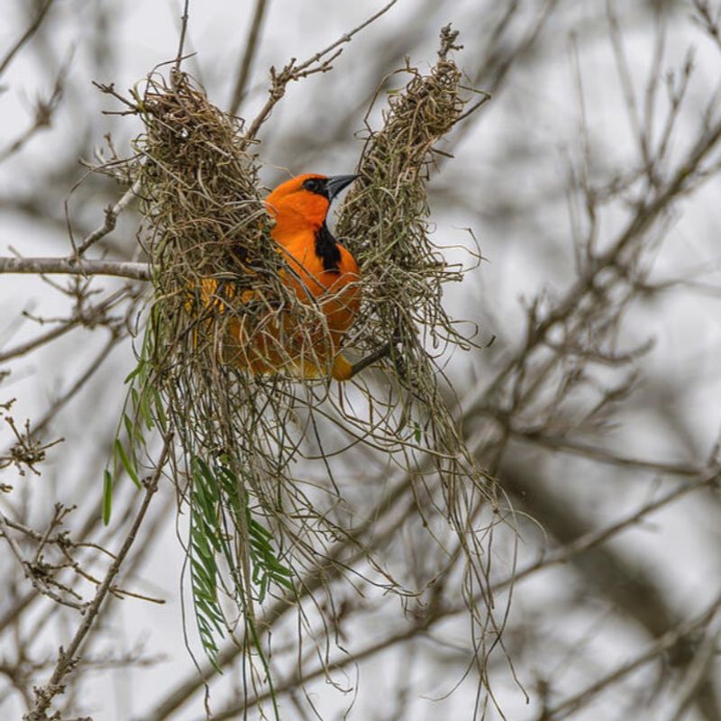 Provide Nesting Materials