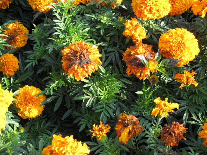 Strategic Plant Selection