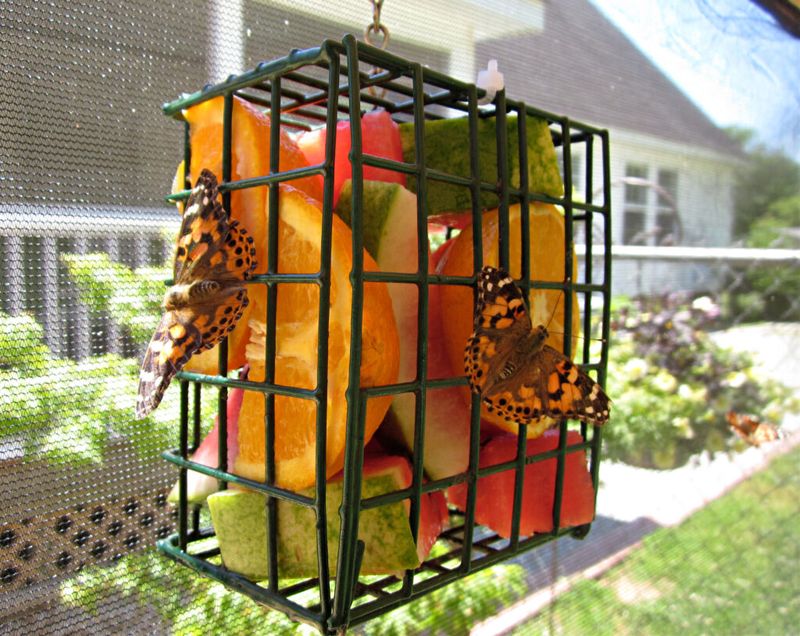 Fruit Feeders Attract Different Species