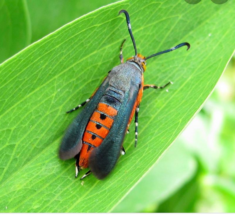 Squash Vine Borers: The Garden Heartbreakers