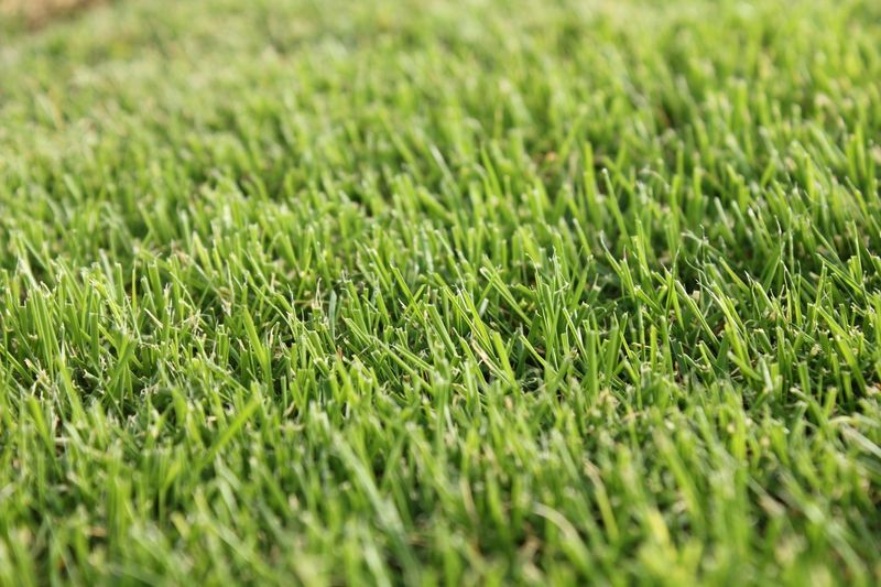 Zeon Zoysia: The Barefoot-Friendly Champion
