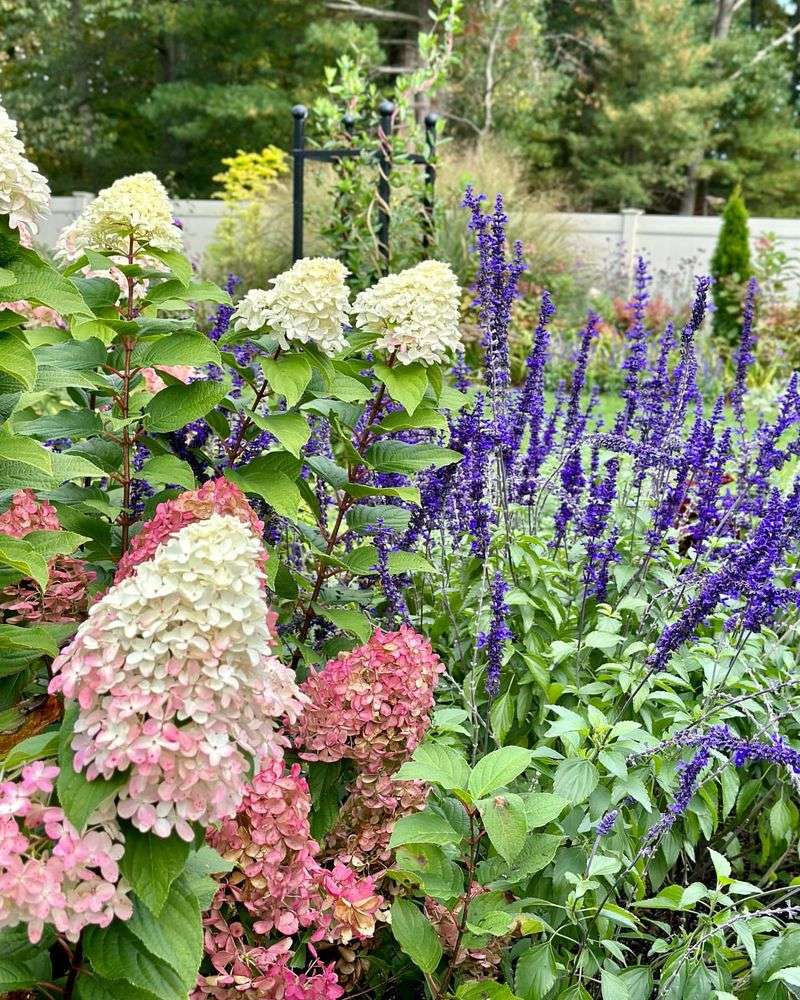 Companion Planting Shield