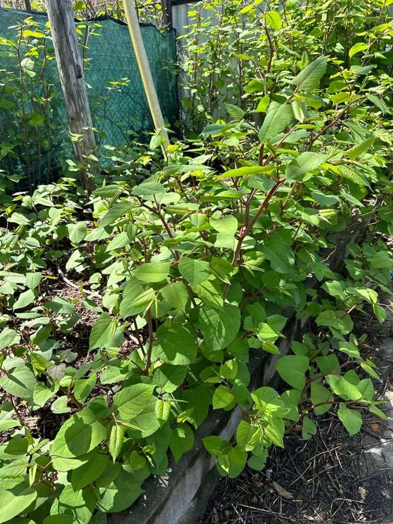 Join Community Eradication Programs