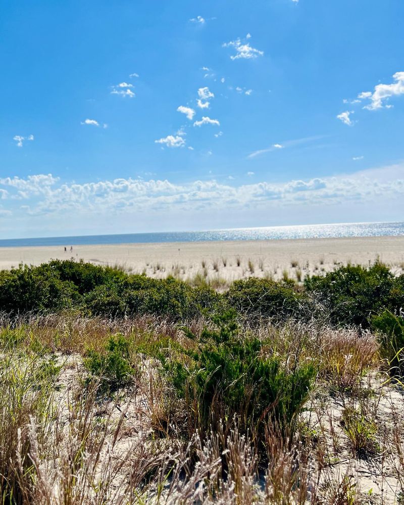 Coastal Wilderness At Higbee Beach Wildlife Management Area
