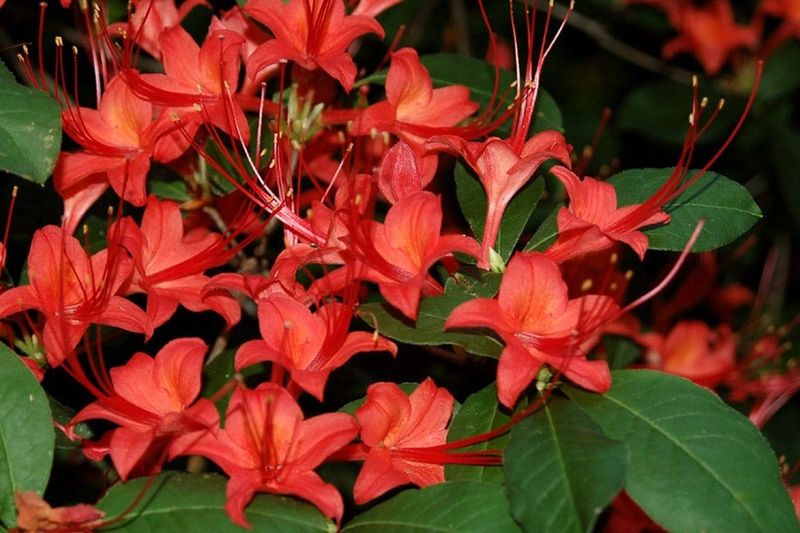 Native Azaleas For Woodland Borders