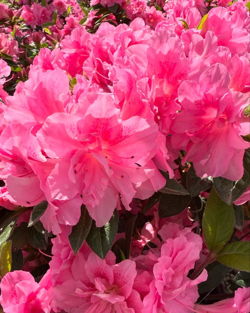 Bloom-A-Thon Pink Double