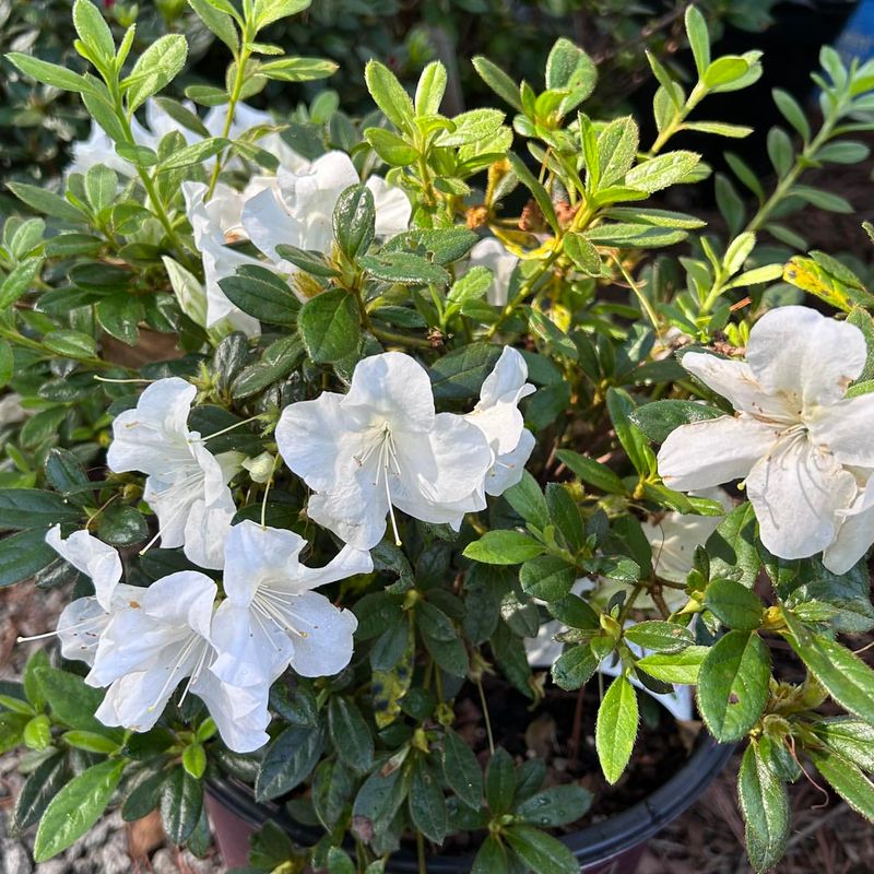 Autumn Lily