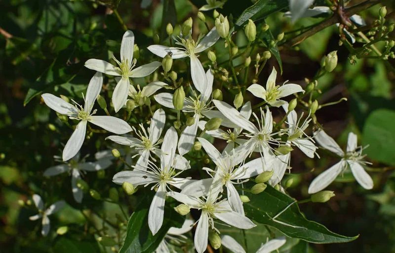 Sweet Autumn Clematis