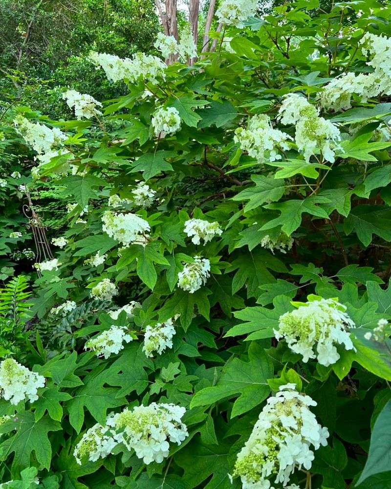 Oakleaf Hydrangea 'Alice'