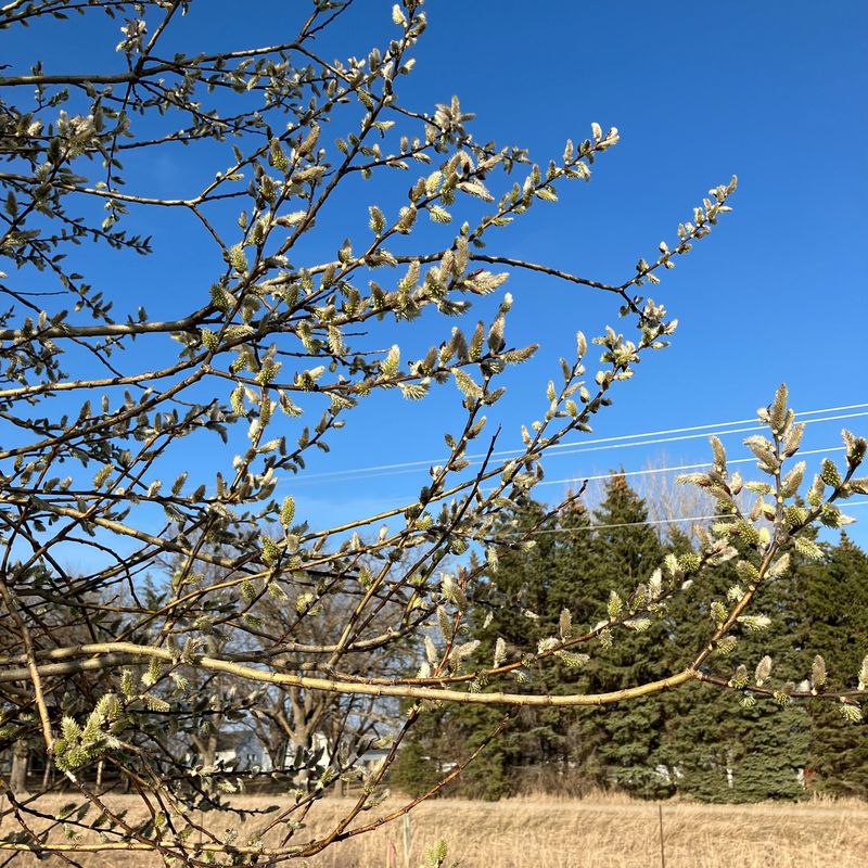 Cowling Arboretum Native Plantings
