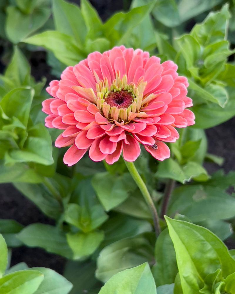 Danish American Center's Hygge Garden