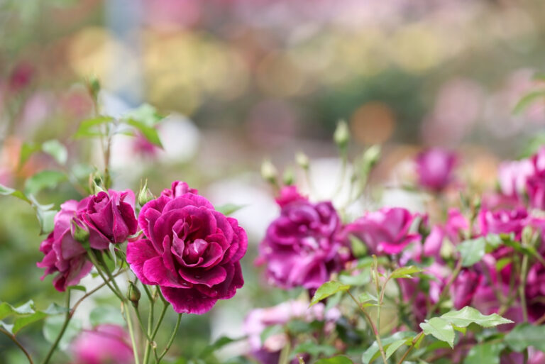 rose garden (featured image)