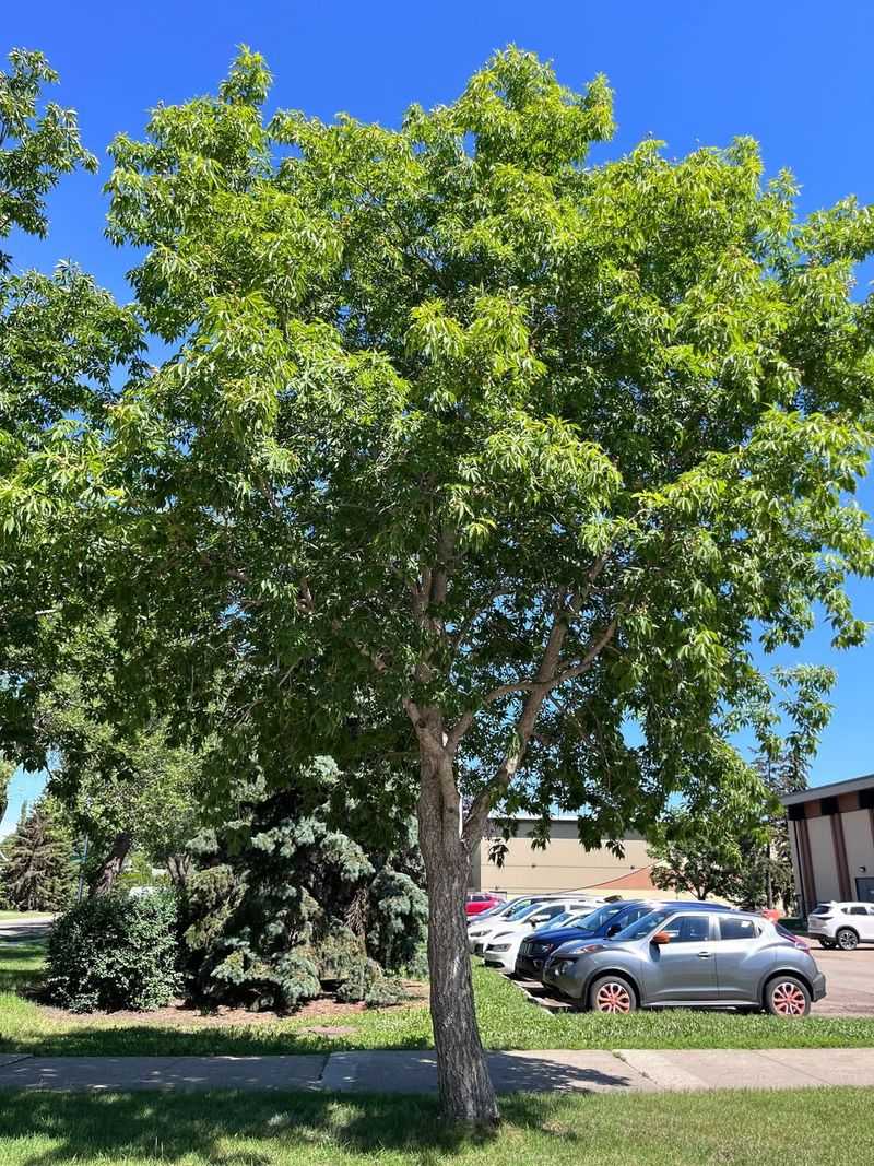 Norway Maple