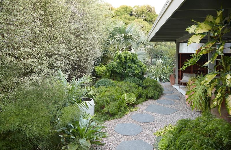 Tall Privacy Hedges