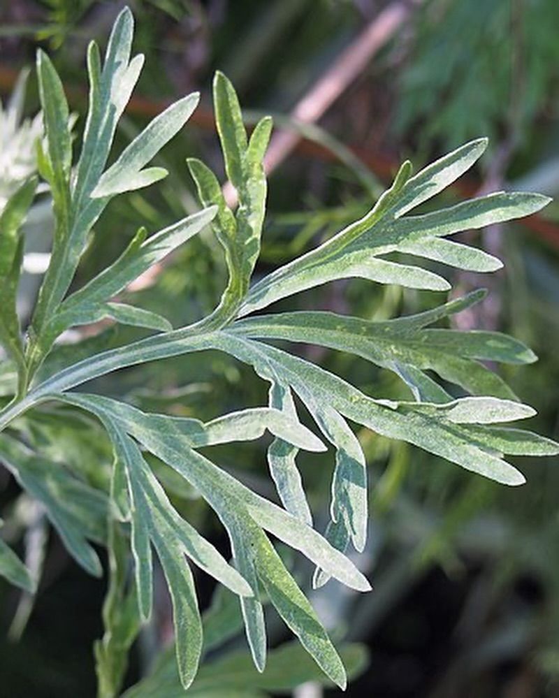 Wormwood: Absinthe's Forbidden Ingredient