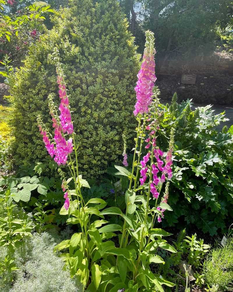 Foxglove