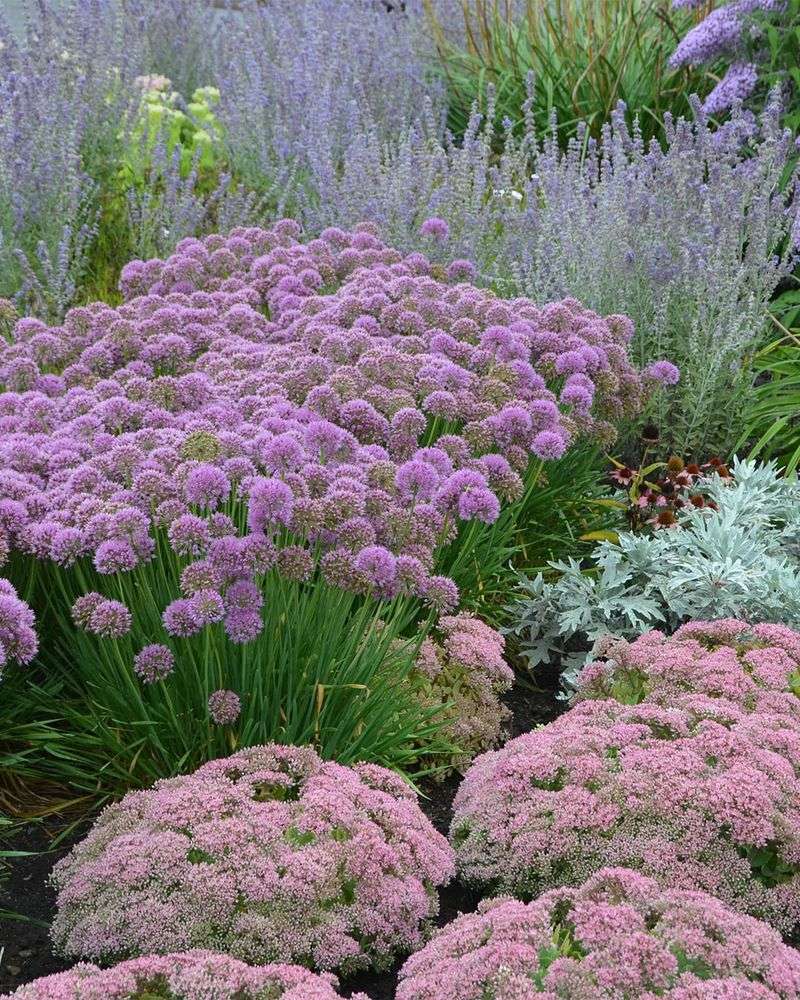 Pair With Complementary Shade Plants