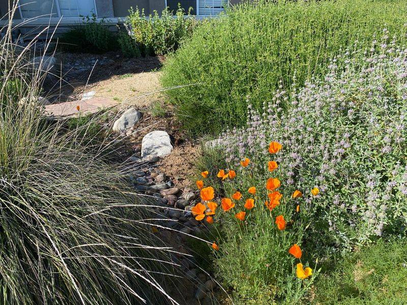 Plant California Natives