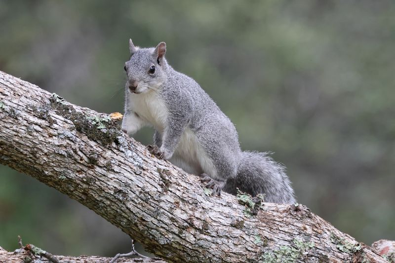 California Squirrel Species React Differently