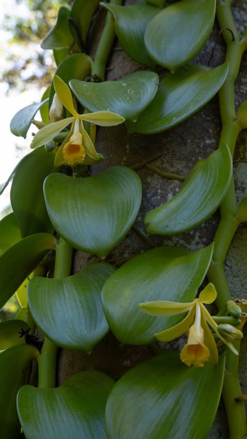 Vanilla Planifolia
