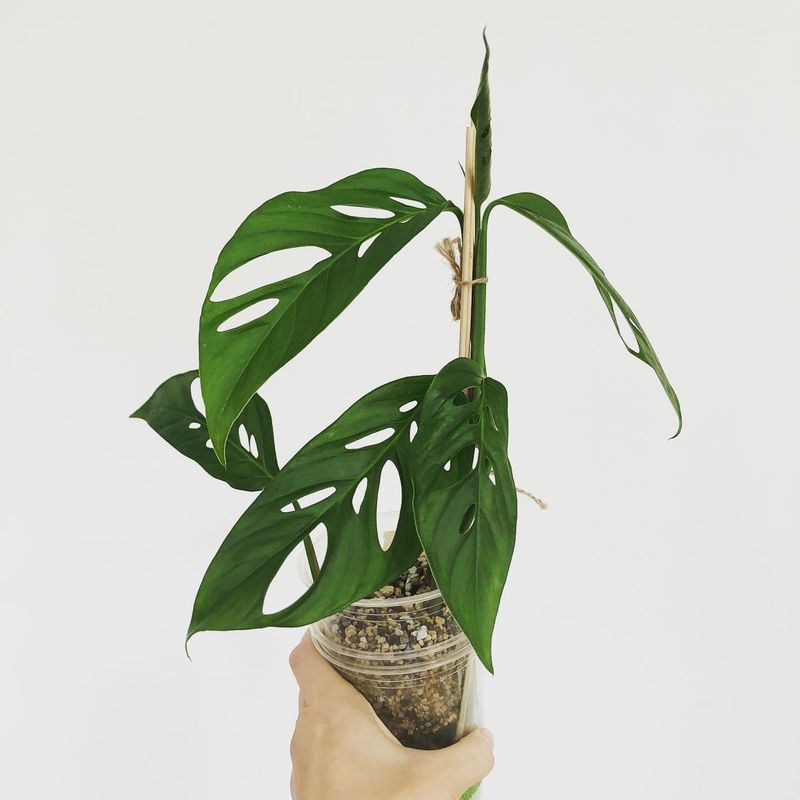 Adansonii 'Narrow Form'