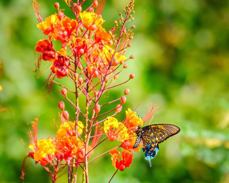Pride of Barbados