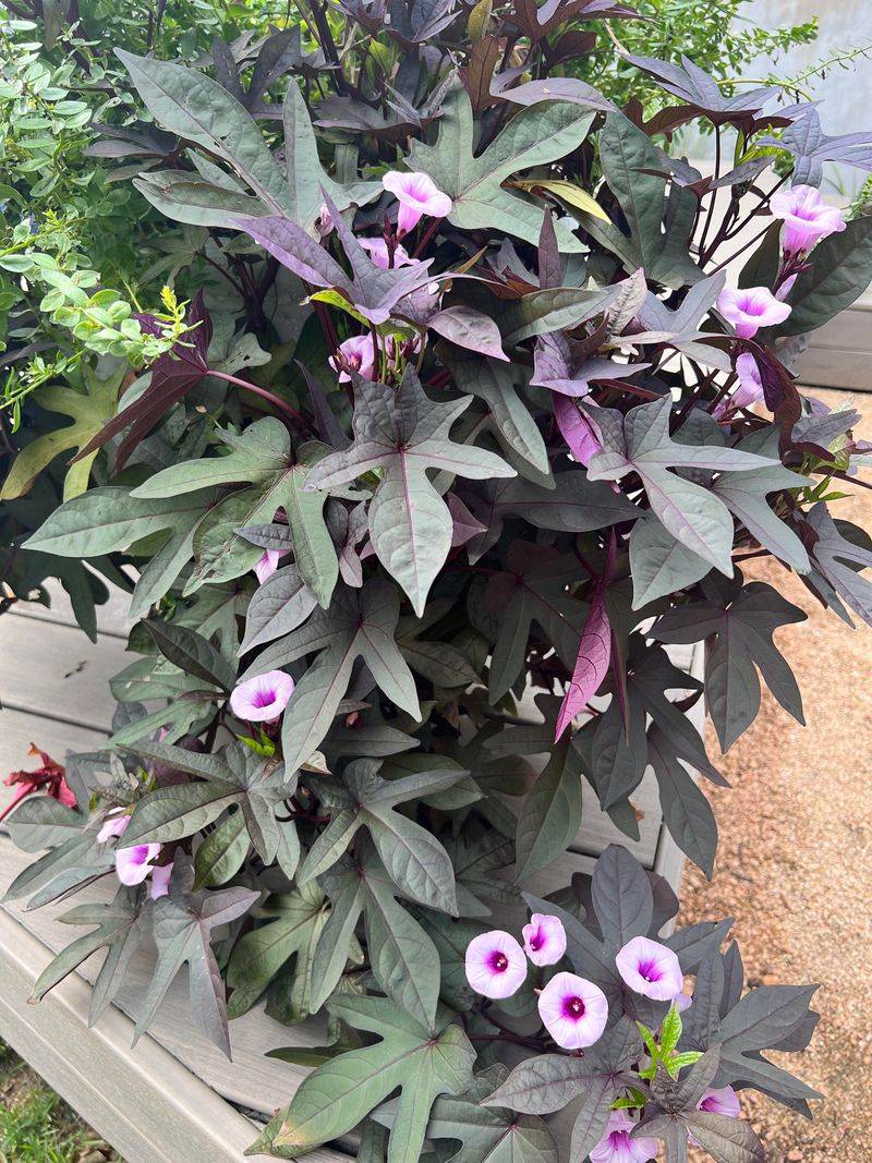 Sweet Potato Vine and Snapdragons
