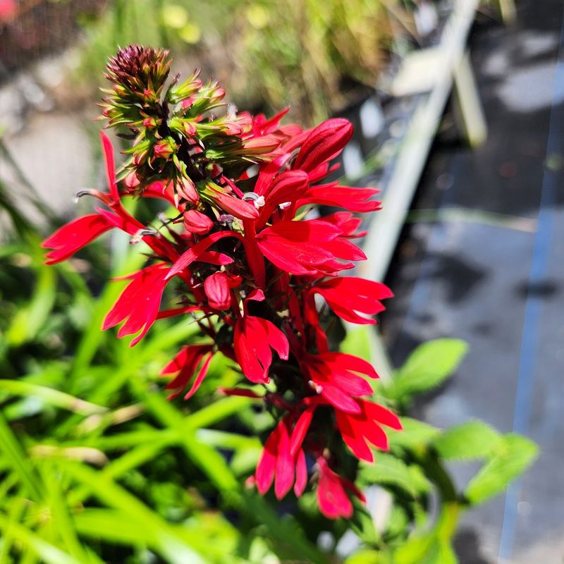 Cardinal Flower's Brilliant Red Beacons
