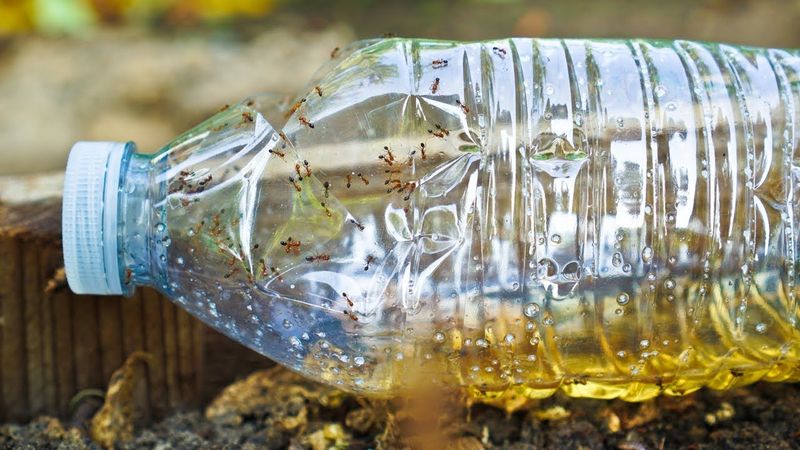 Borax Sugar Trap Method