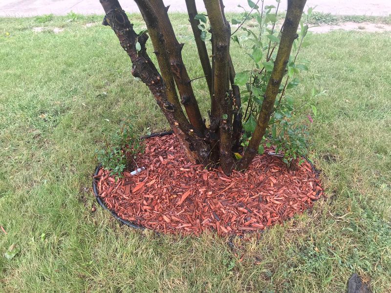 Apply Mulch Strategically