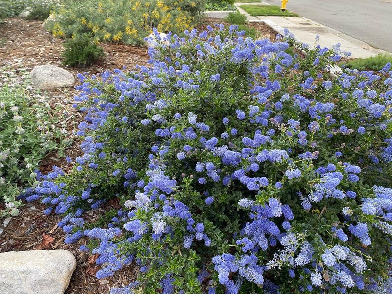 Ceanothus: Native Blue Flowering Screen