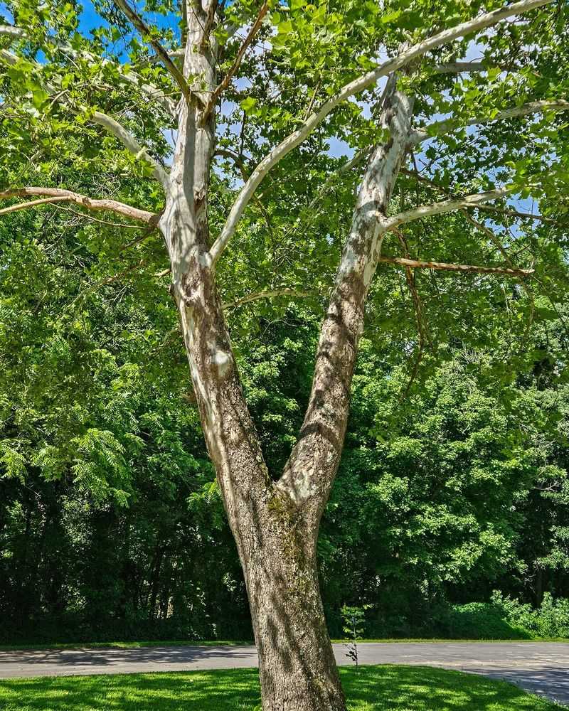 Sycamore Trees: Lace Bug Collectors