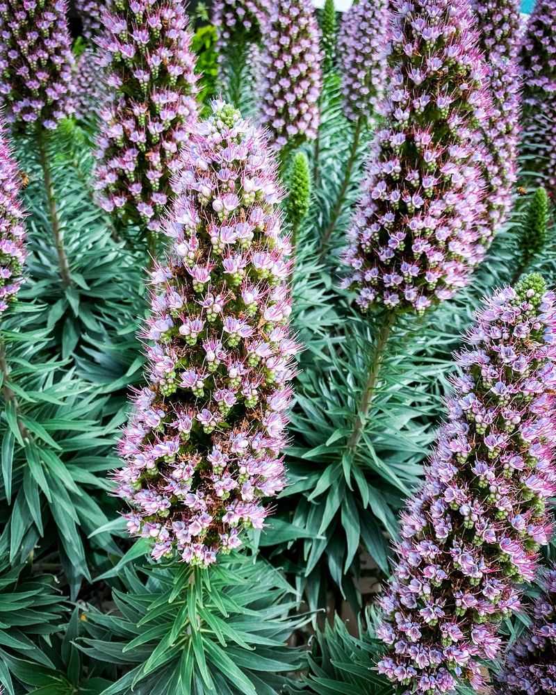 Echium (Pride Of Madeira)