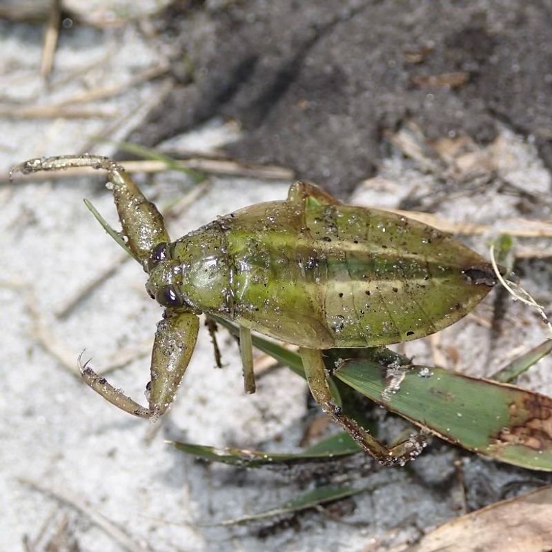Giant Water Bug