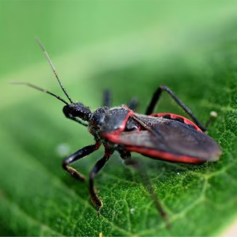 Kissing Bugs