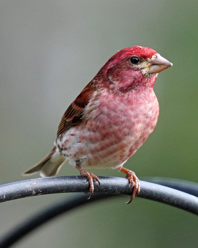Purple Finch That Looks Almost Exotic