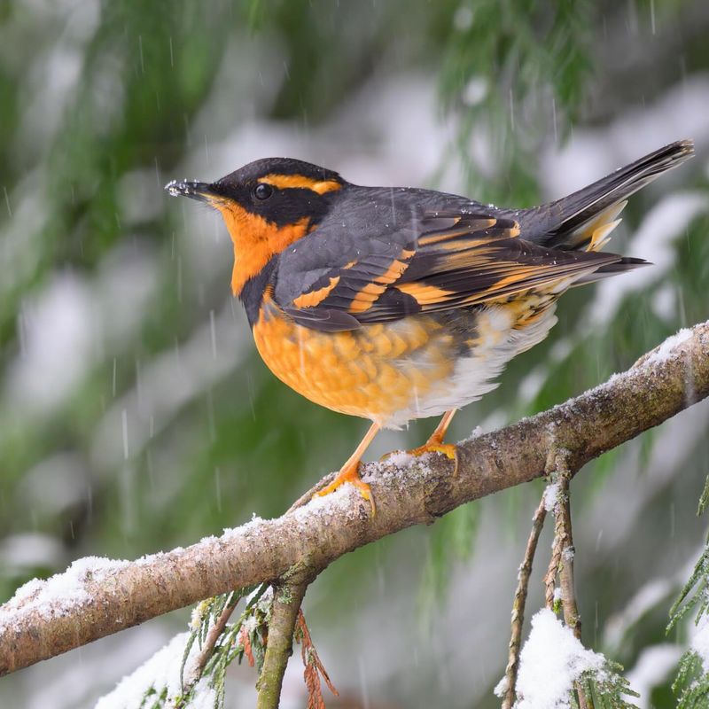 Varied Thrush